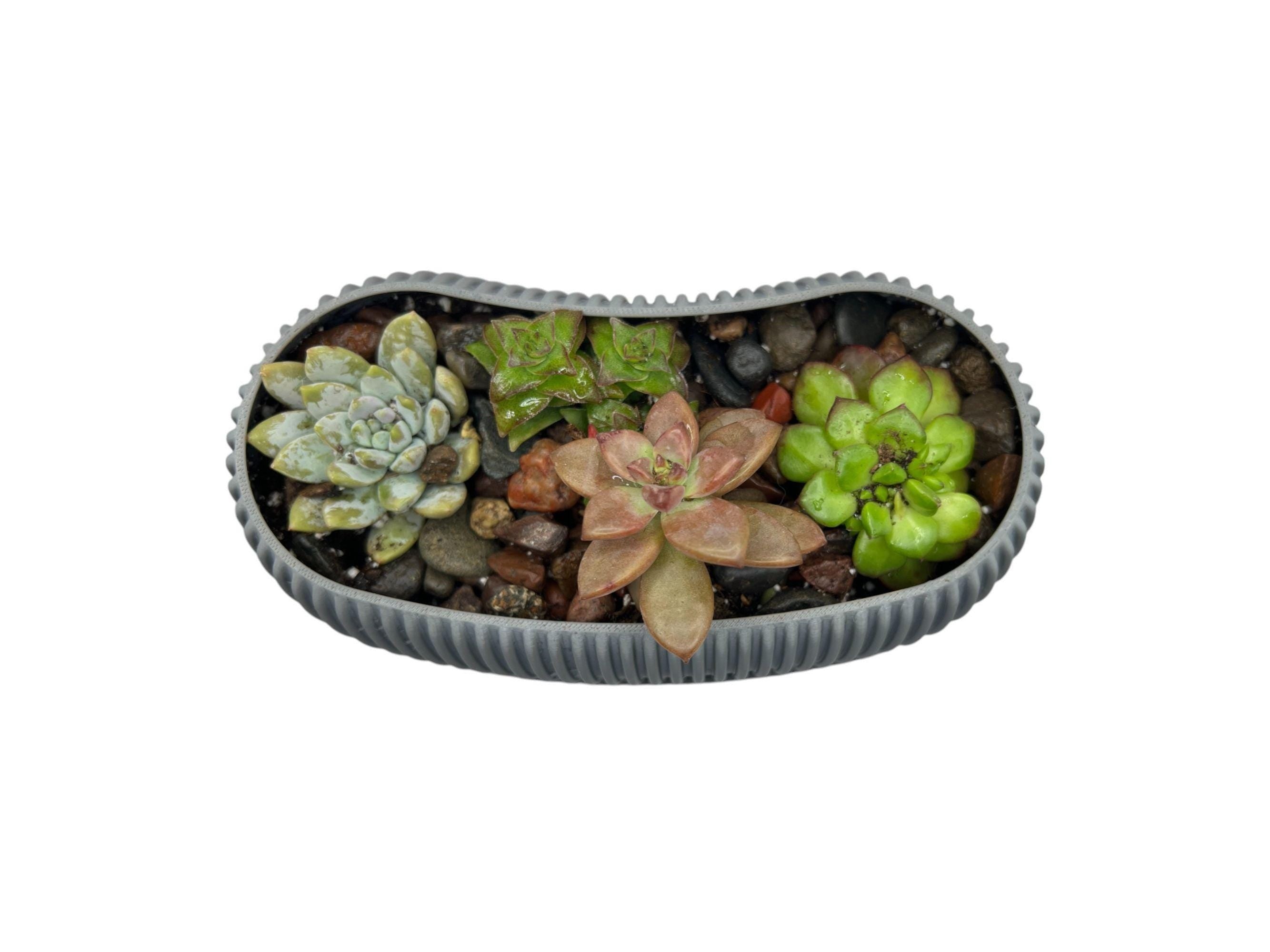 Planter with Drip Plate| Modern Sustainable Design for Succulents, Cacti, and Small Plants| Eco-Friendly Home Decor| gift| housewarming|