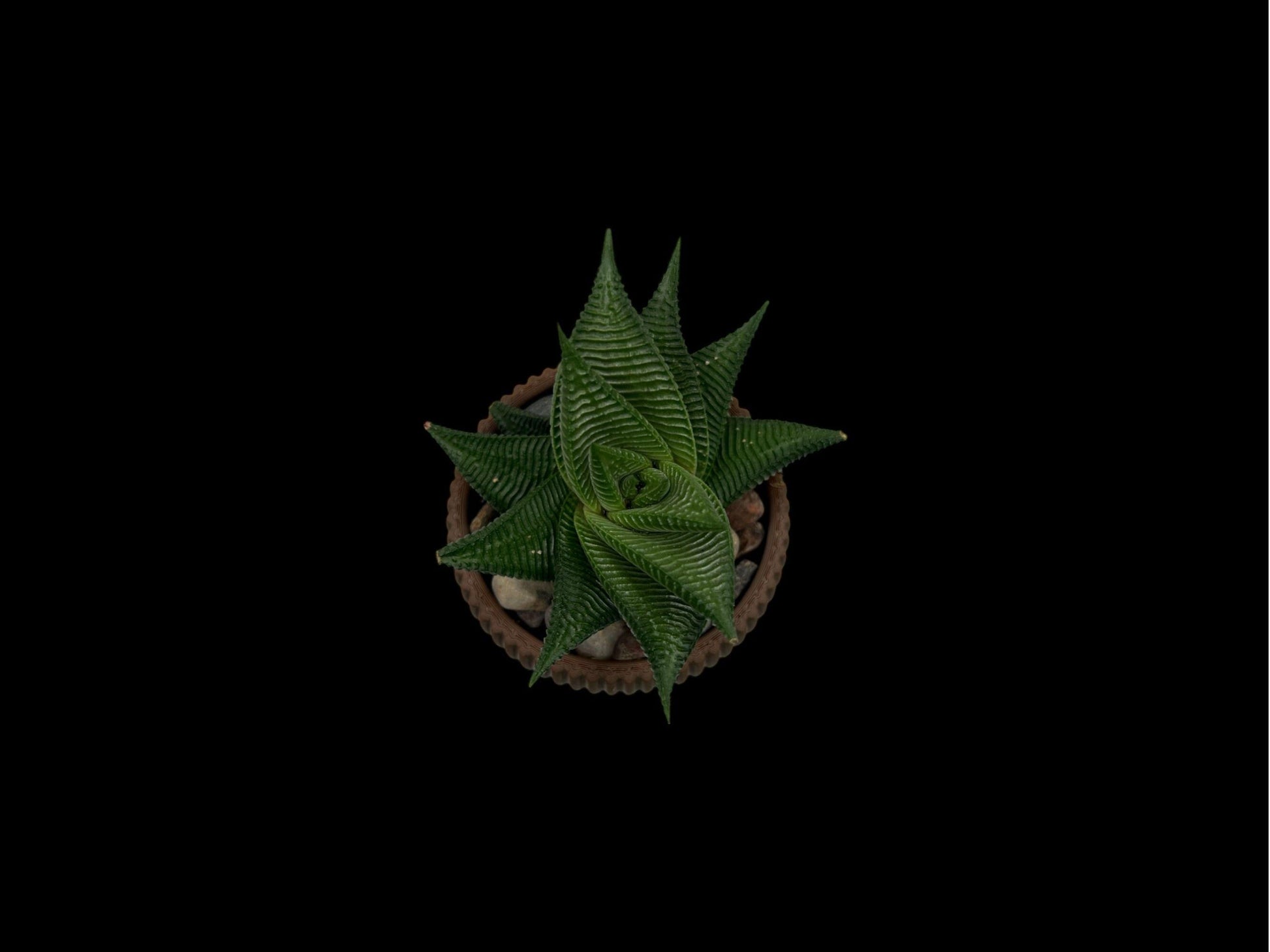 Brown Planter with Drip Plate| Modern Sustainable Design for Succulents, Cacti, and Small Plants| Home Decor| gift| housewarming|