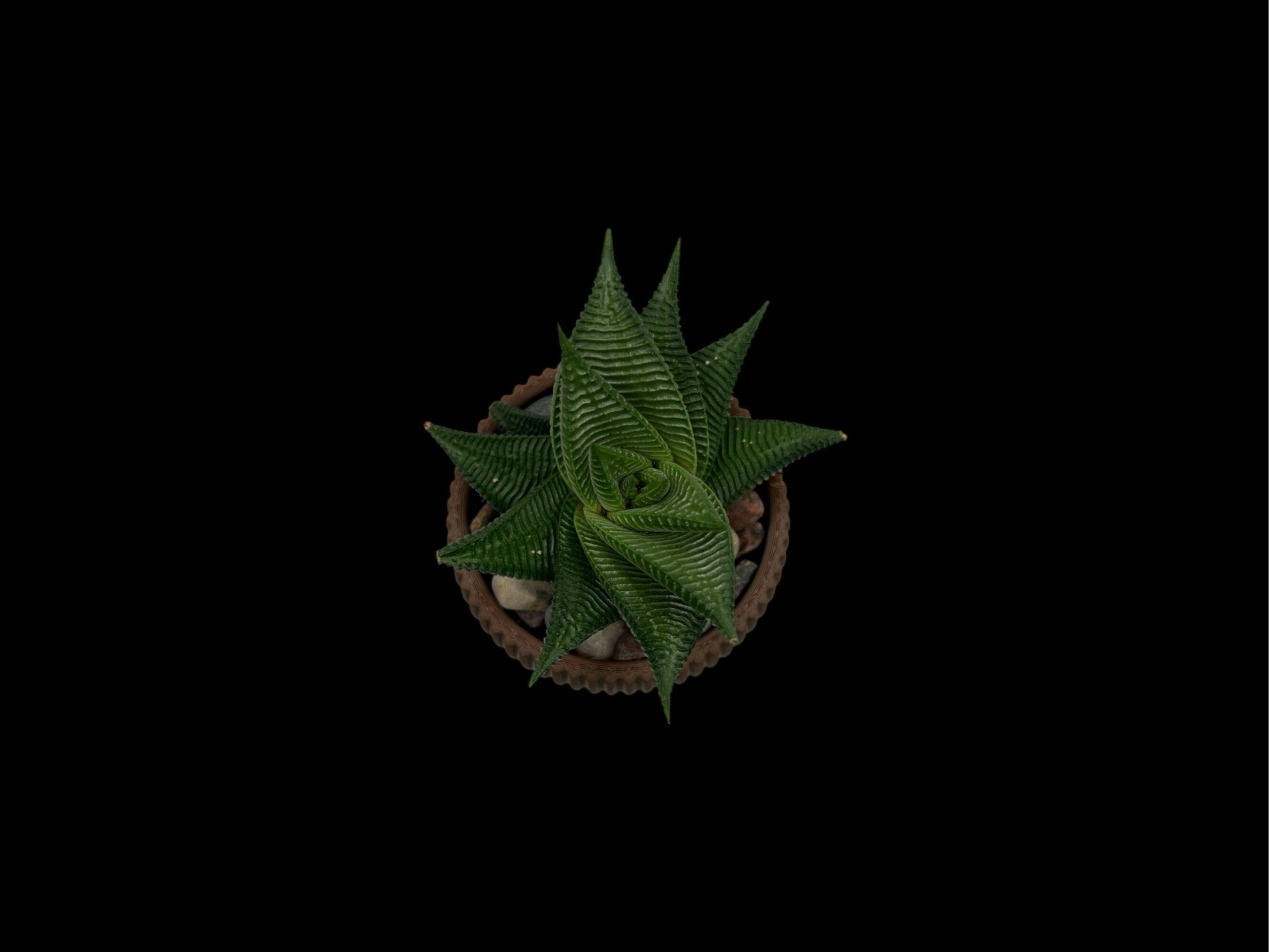 Brown Planter with Drip Plate| Modern Sustainable Design for Succulents, Cacti, and Small Plants| Home Decor| gift| housewarming|
