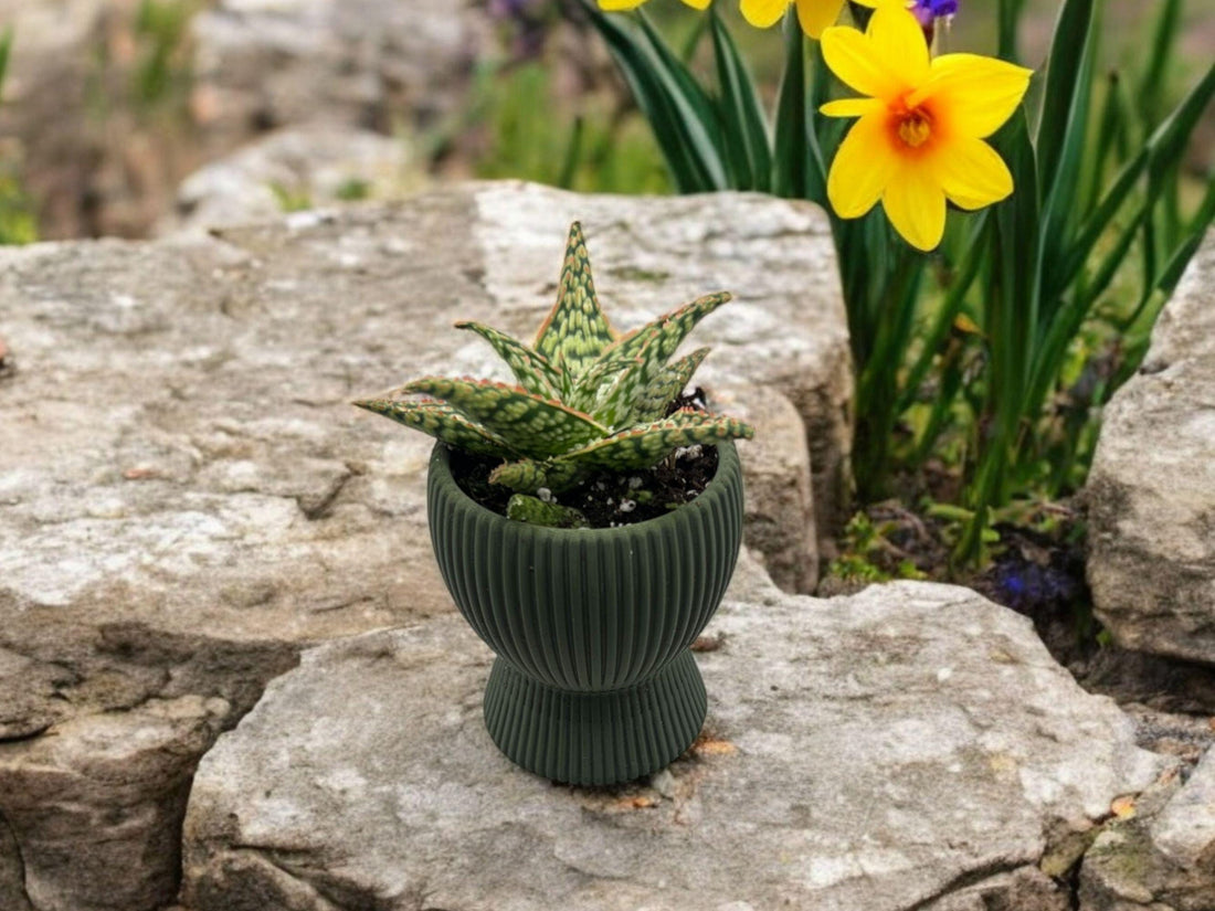 Olive Green Planter with Drip Plate| Modern Sustainable Design for Succulents, Cacti, and Small Plants| Home Decor| gift| housewarming| - Default Title