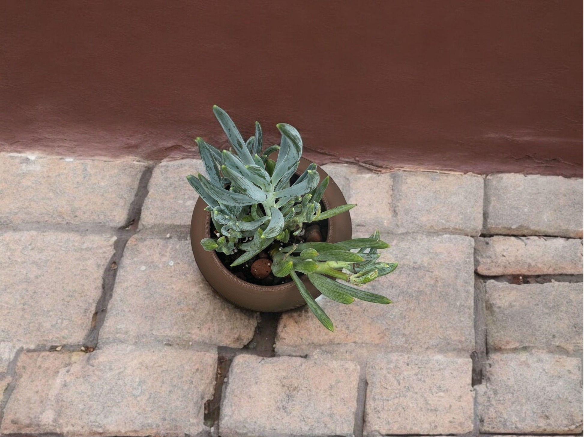 Brown Planter with Drip Plate| Modern Sustainable Design for Succulents, Cacti, and Small Plants| Home Decor| gift| housewarming|
