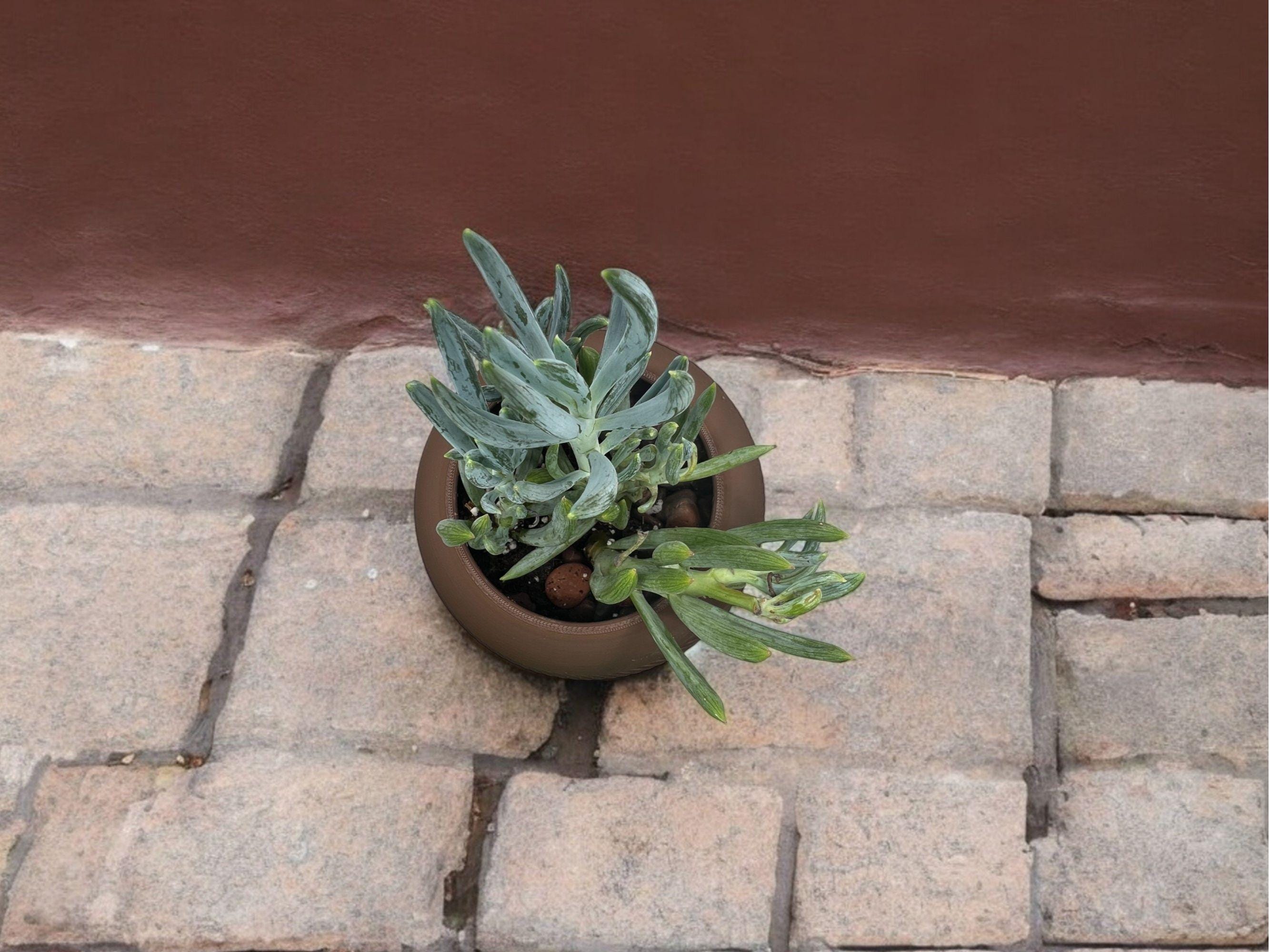 Brown Planter with Drip Plate| Modern Sustainable Design for Succulents, Cacti, and Small Plants| Home Decor| gift| housewarming|